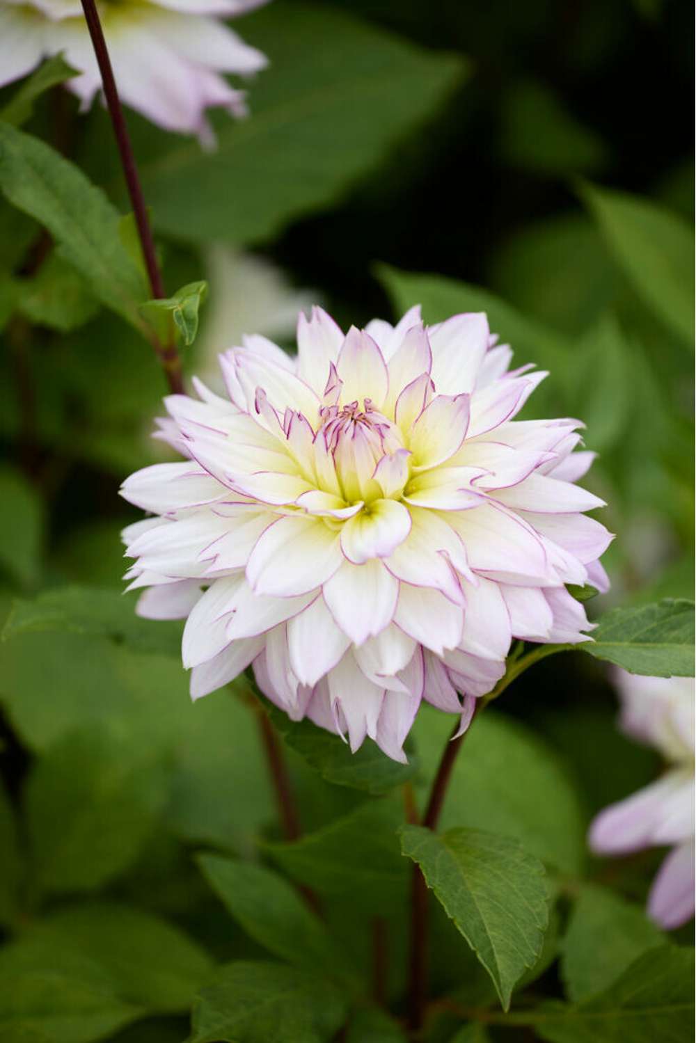 Dahlia 'Crazy Love'